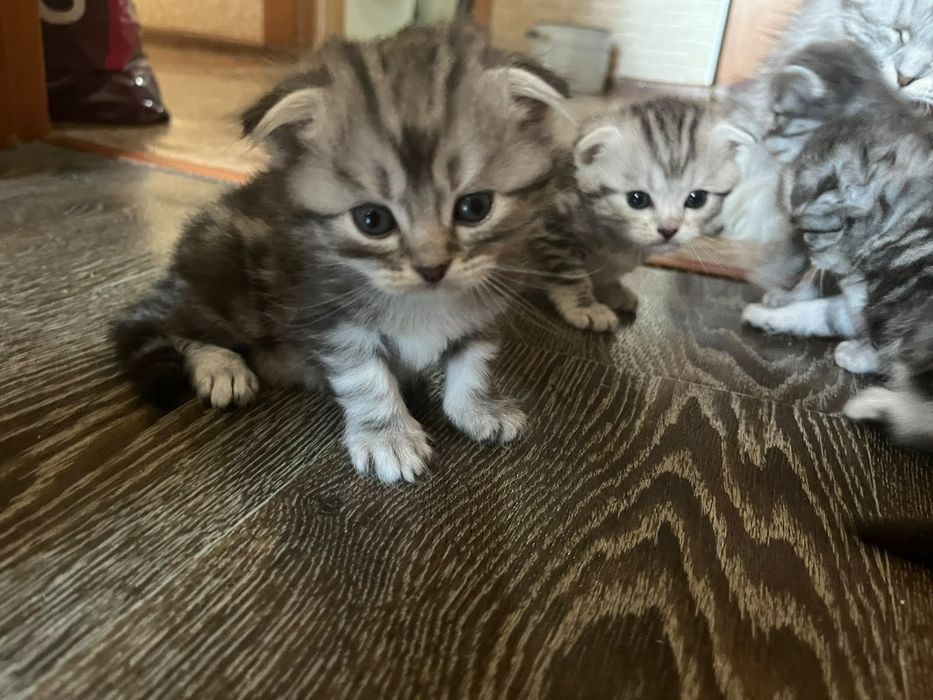 Шотландские котята