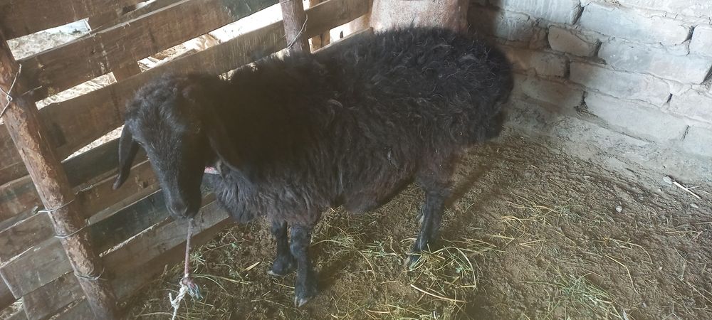 .      Qo'ylar sotiladi