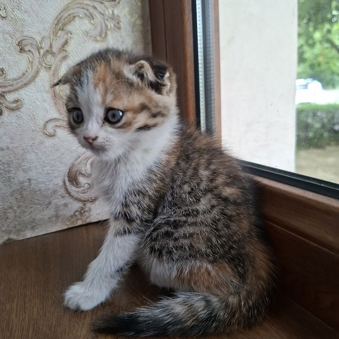 Шотландская кошка