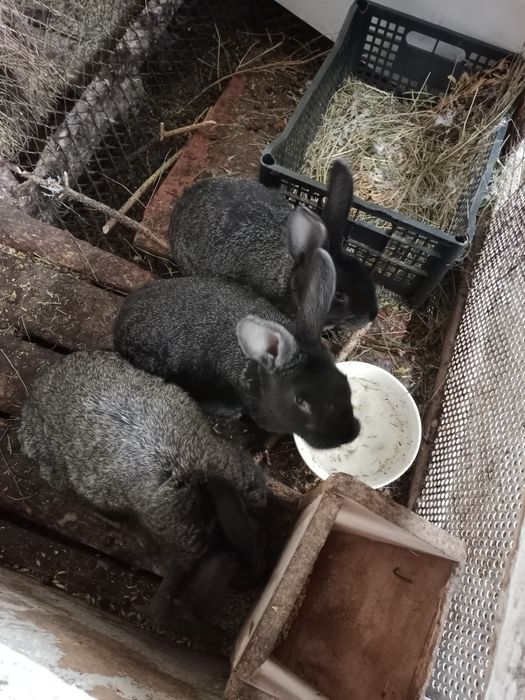 Продам кроликов полтавских.