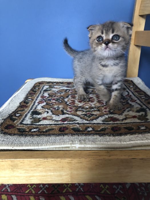 Котенок вислоухий мальчик