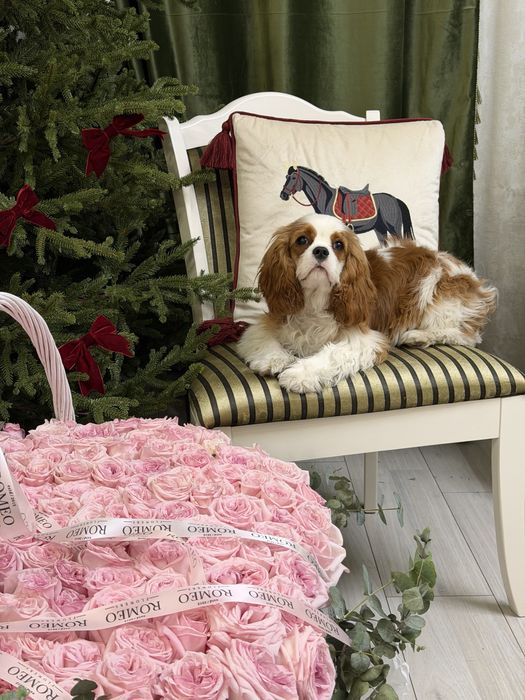 Кавалер Кинг Чарльз Спаниель