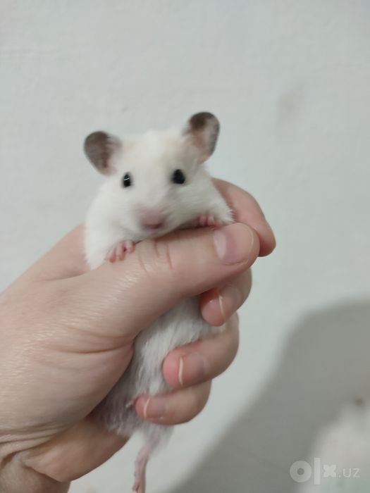 Хомяк hamster самец