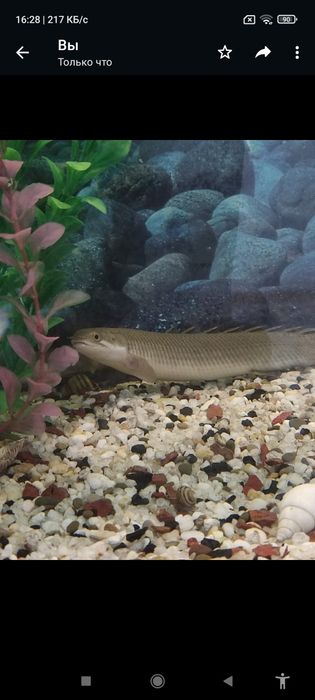 Аквариум стунбочкои
