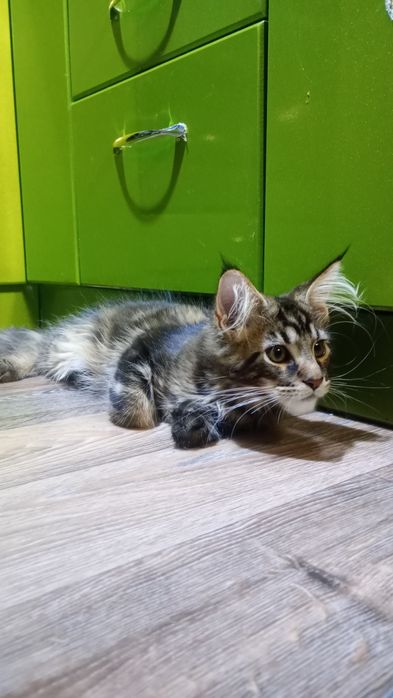 Продам котёнка Мэйн Кун