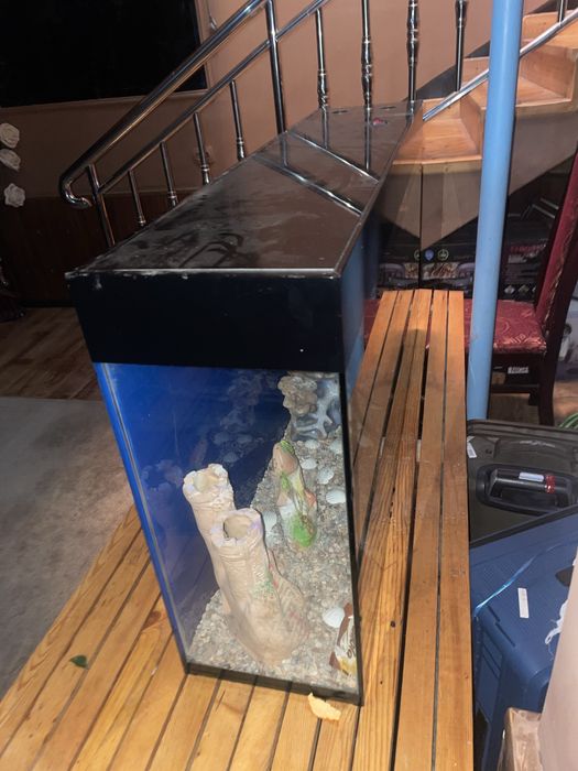 Akvarium baliq dekorativ