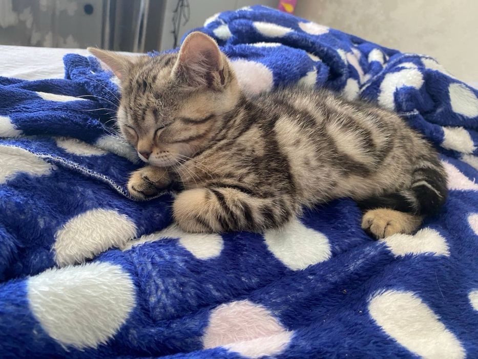 котенок скоттиш страйт