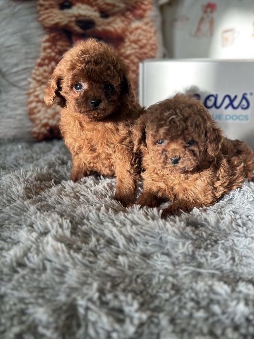 Пудел/ Poodle teacup