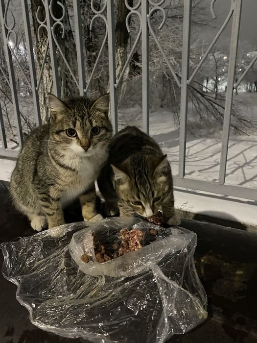 Кошке нужен дом .срочно!