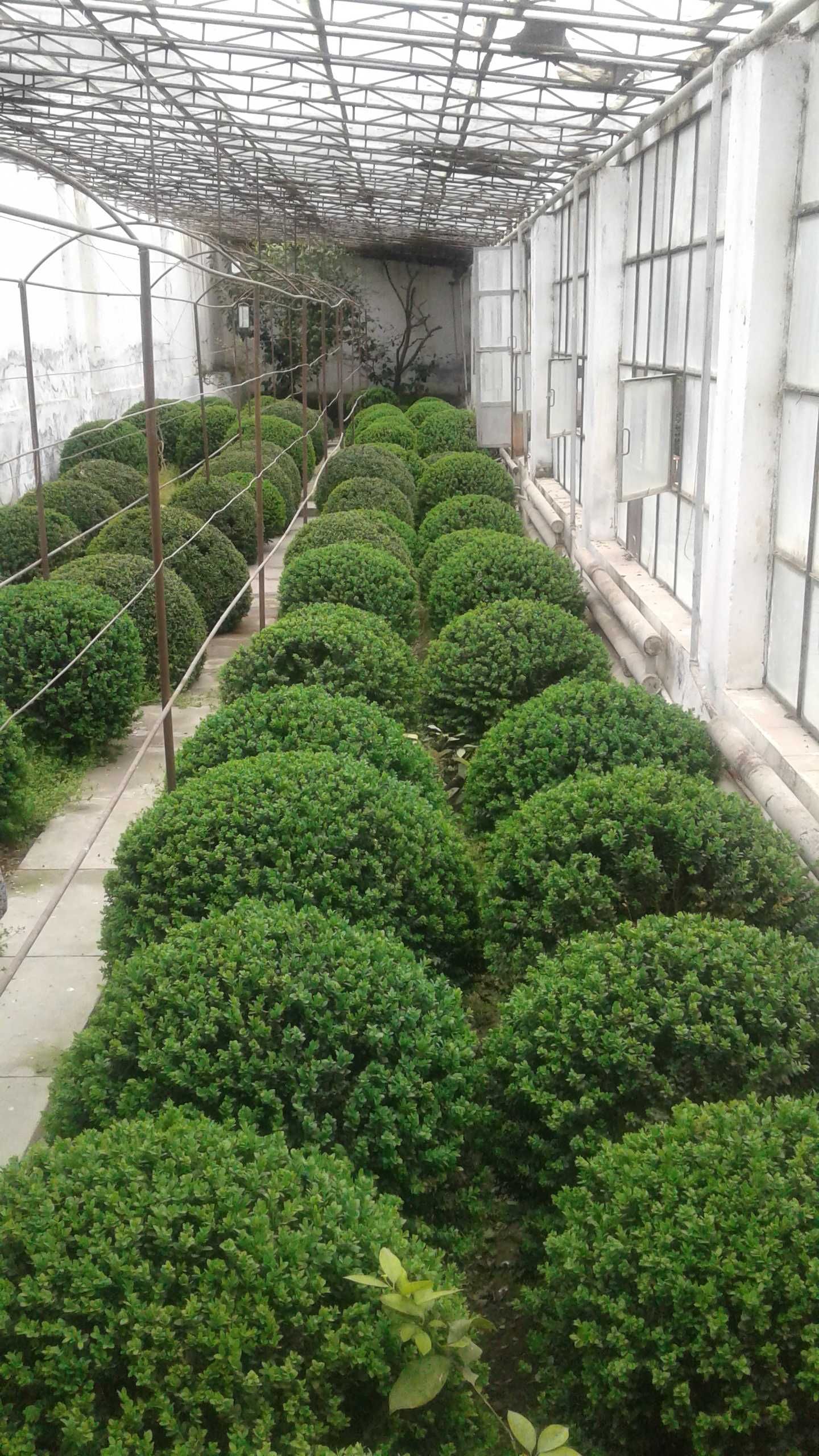 Продаються вечнозелёные кустарники шамшот (самщит) (шамшод) .: 600 000 ...
