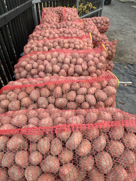 Cartofi sămânțâ rosu belarosa