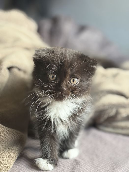 Продам породистых котят