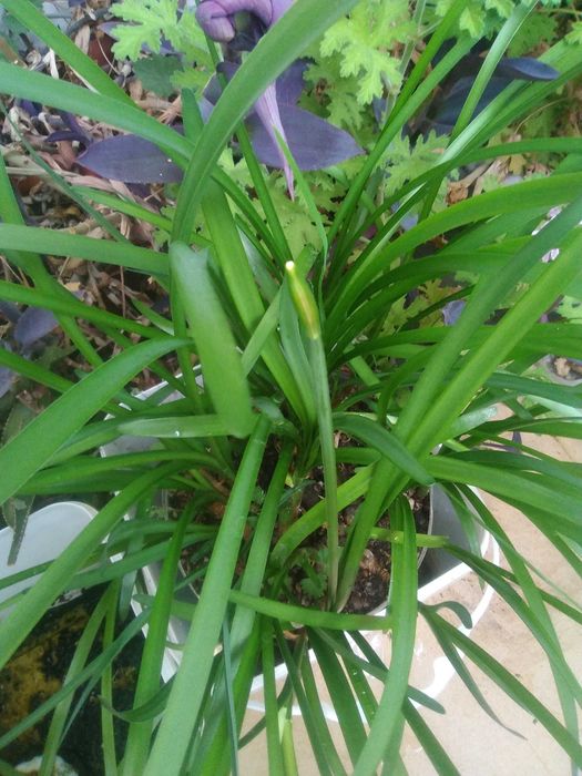 Луковици блатно кокиче, цели растения