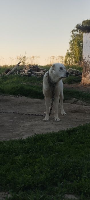 Алабай сука 2 год