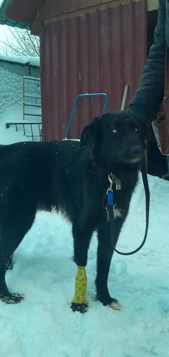 Замечательный пёс ищет дом!