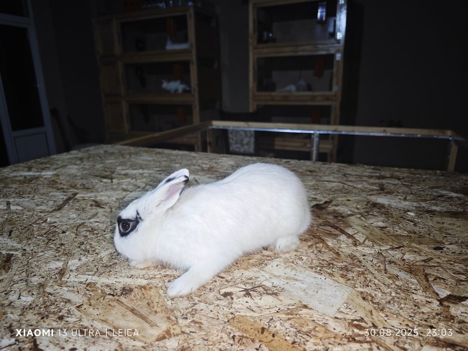 Quyon zoti karlik xatot tikka kalta quloq 7 ойлик