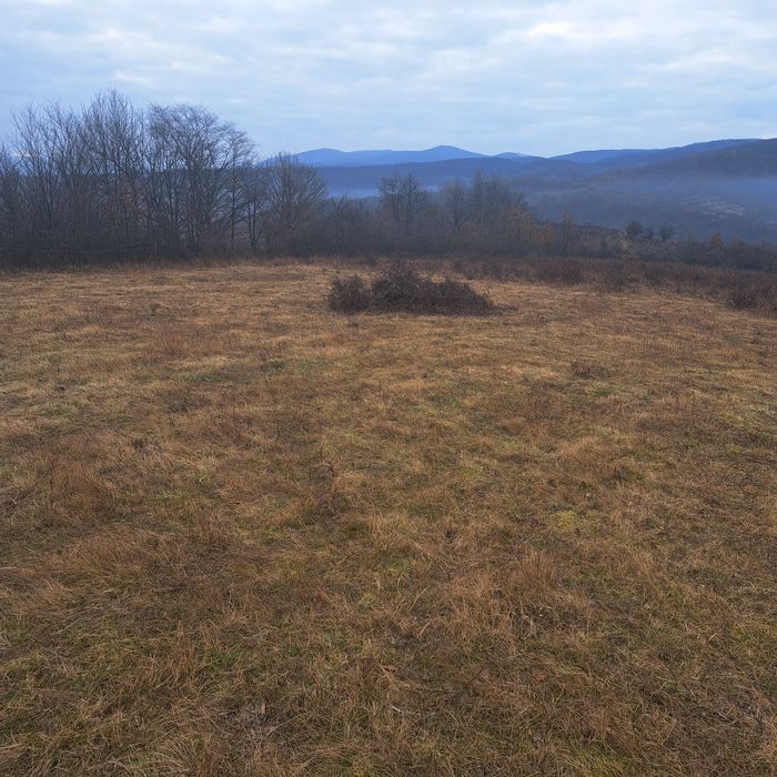 Defrisare terenuri,curățare pasuni