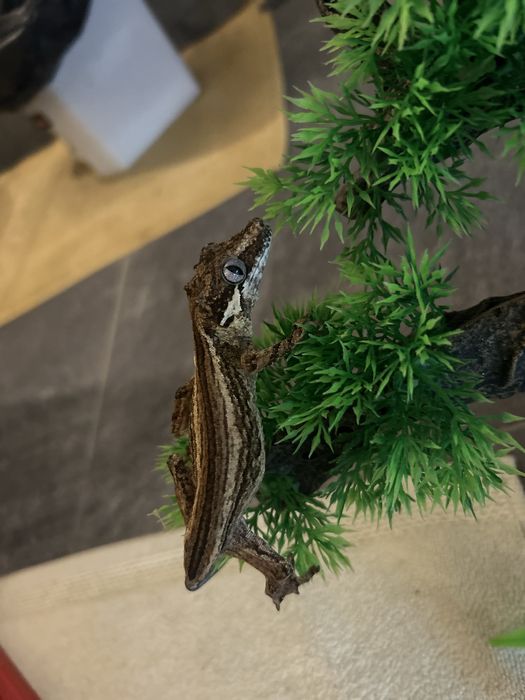 Soparla Gargoyle Gecko