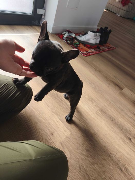 Bulldog francez royal