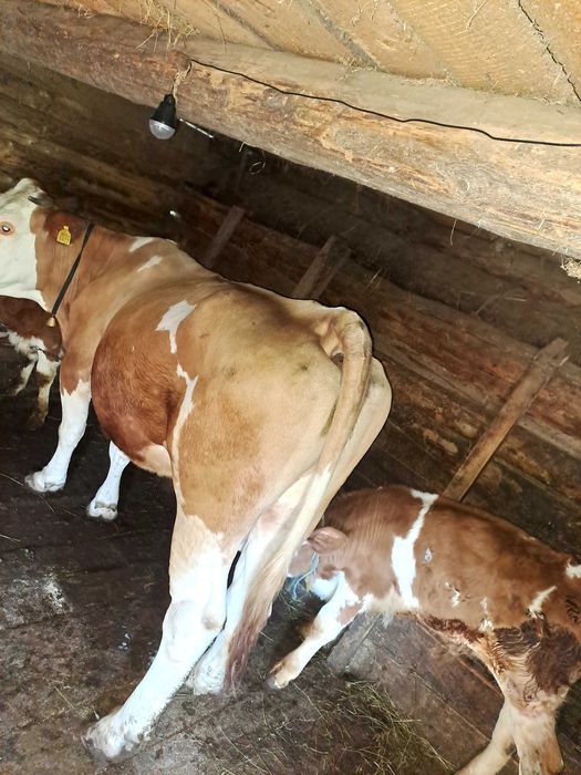 Vaca de 8 ani cu vitel