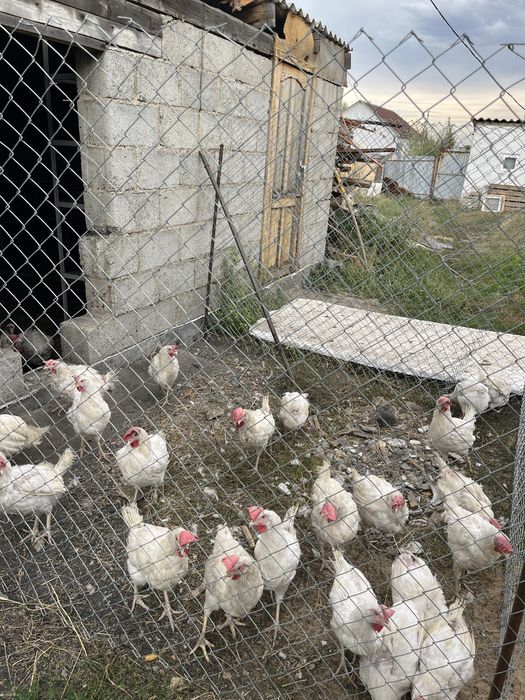 Продам кур по 1500