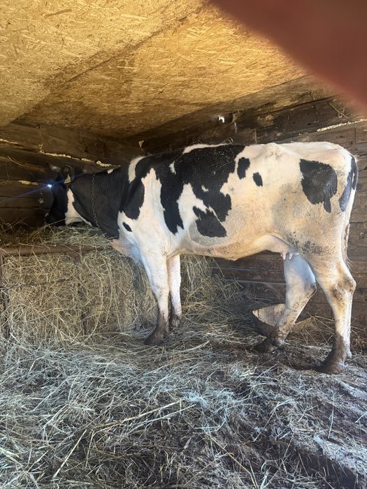 Продаются коровы