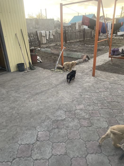 Отдам в добрые руки