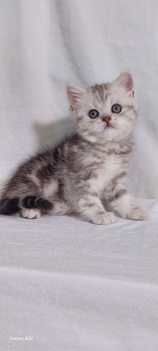 Продаётся  девочка  очень  крупная  моаморное серебро