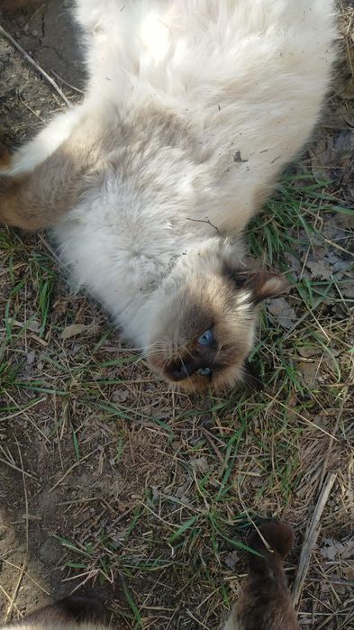 Отдам котика в добрые руки