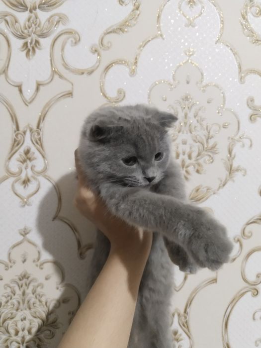 British shorthair 6 oylik o'g'il