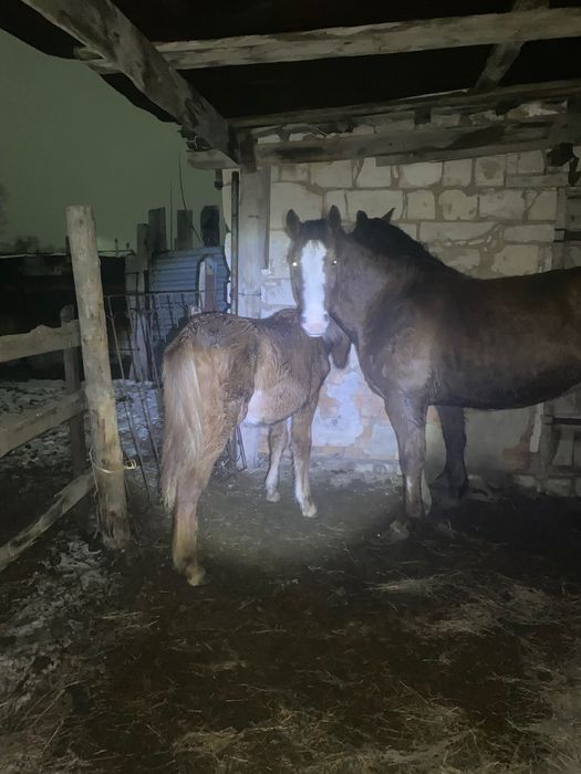 Продаю тай 9 месячный