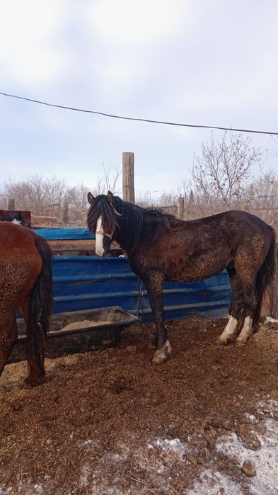 Продам жеребца 3х летка