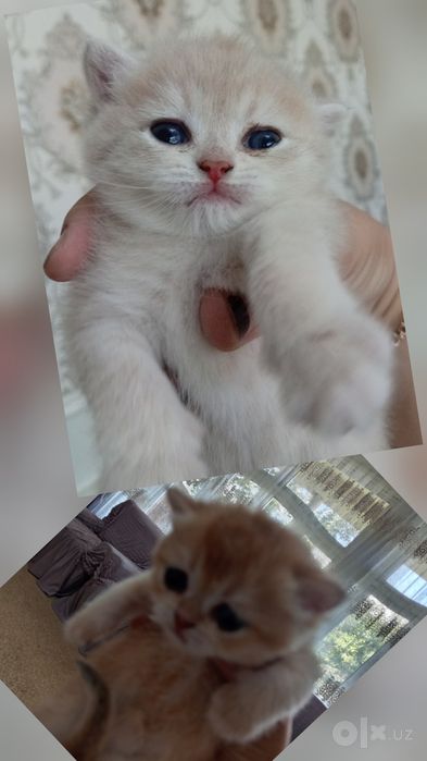 Мушукчалар. Котята. Британец золото