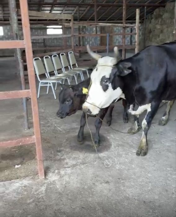 Продам коров 2 головы