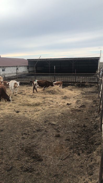 Продается животноводческая база