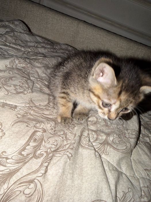 Котята домашние отдам