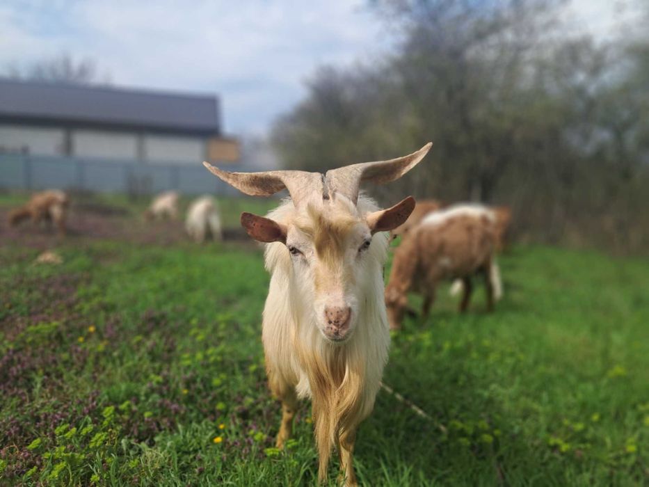 Vand Țap Saanen in varsta de 3 ani.