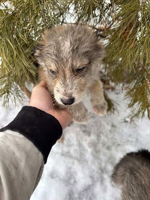 Срочно-срочно ищем добрые руки