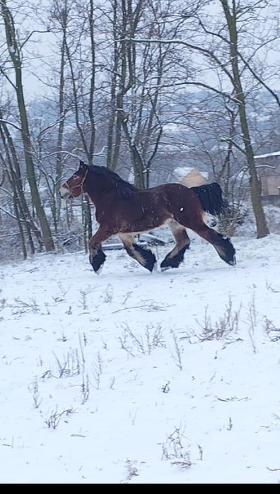 Armăsar Belgian 3 ani
