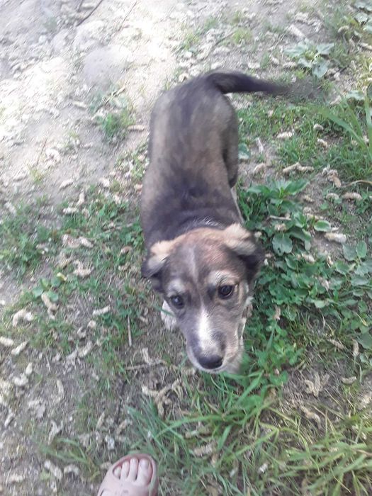 Отдам щенков породы Тазы