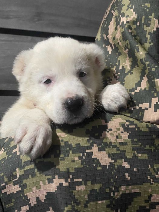 белые щенки алабая запись