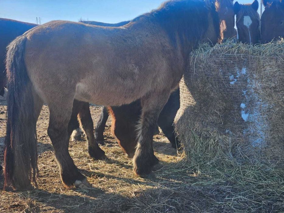 Продаются айгыры