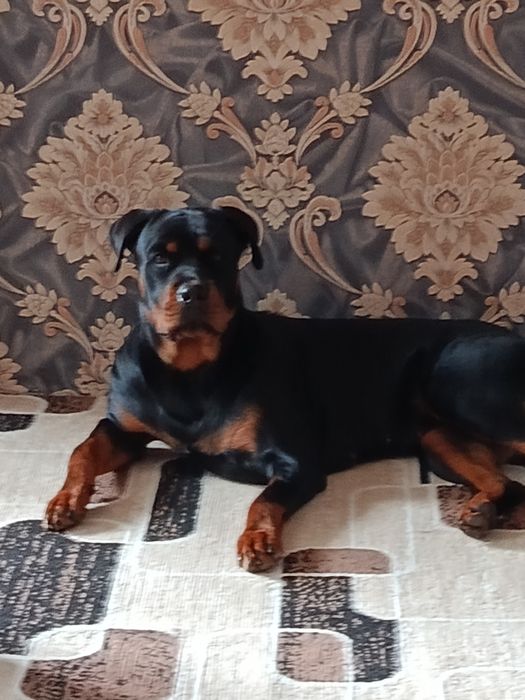 Вязка ротвейлера