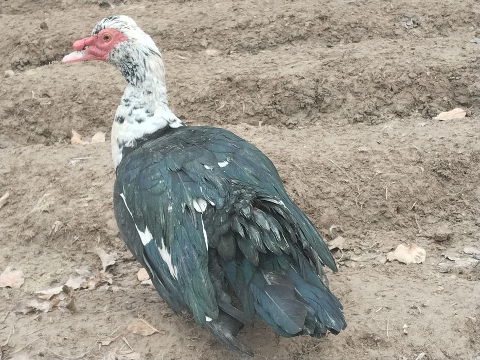 Индоуткалар сотилади.