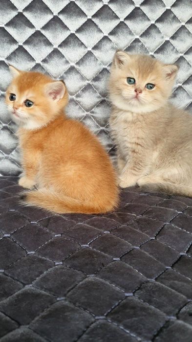 Tozza Shinshila Bri Ny12 Privaznoy Viyaskaga