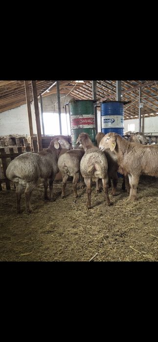 Арашан қошқарлар - Арашан кочкары