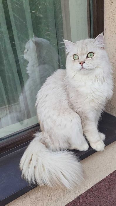 British longhair enervant de lipicios cu pedigree