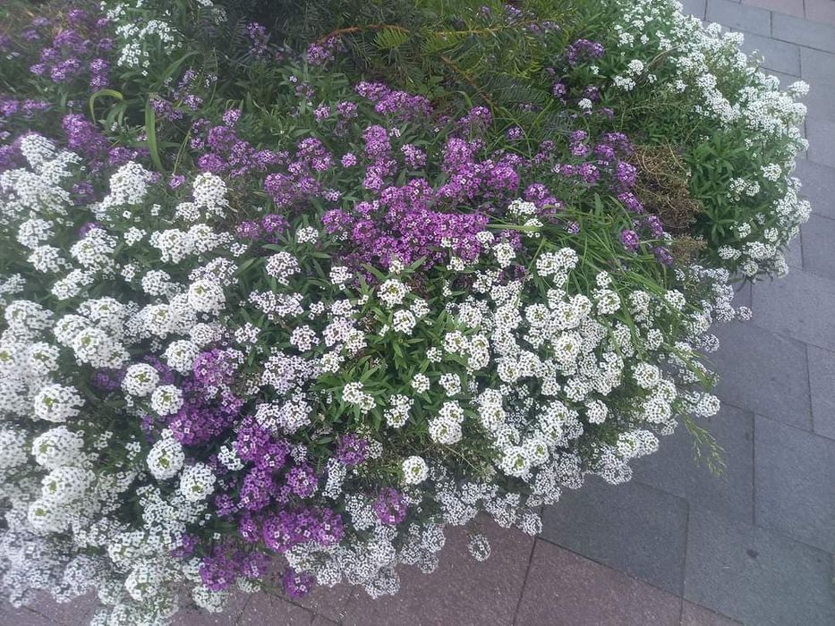 Semințe covor decorativ alb