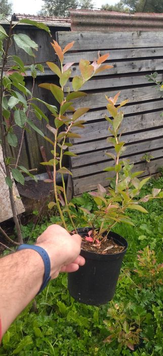 Vând afini de cultura