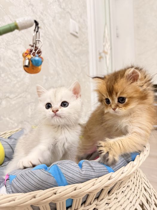на продаже котята